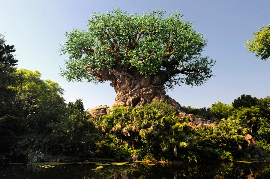 Animal Kingdom attractions that you can't miss