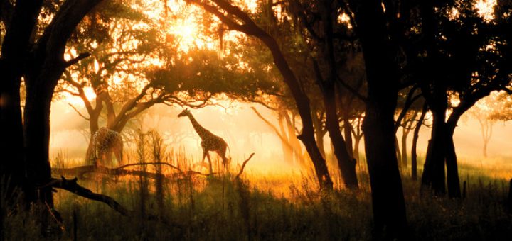 sunrise safari disney