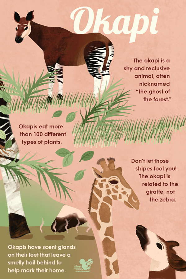 Okapi Baby Born At Disney's Animal Kingdom Lodge 