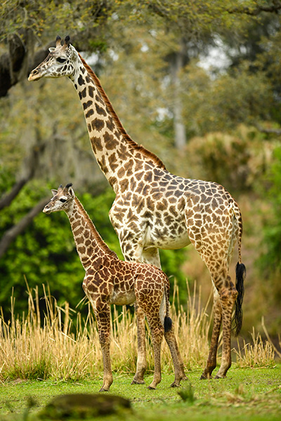 Animal Kingdom Welcomes Jabari The Giraffe Calf To The Herd 