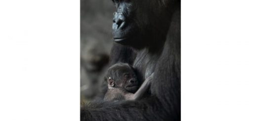 Animal Kingdom Baby Gorilla