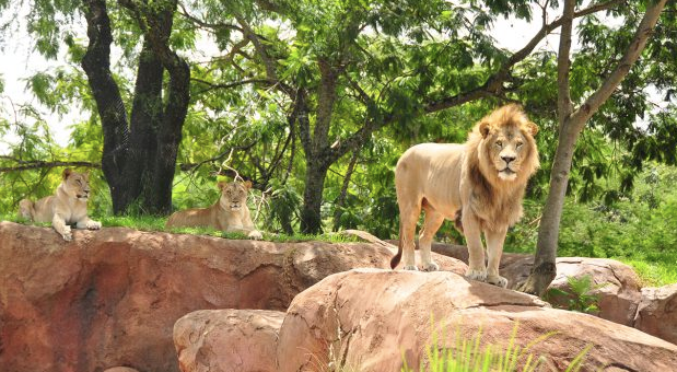 All About Disney's Lions