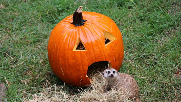 Animals Playing with Pumpkins