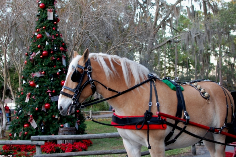 Horse Drawn Excursion Holiday Sleigh Rides at Disney's