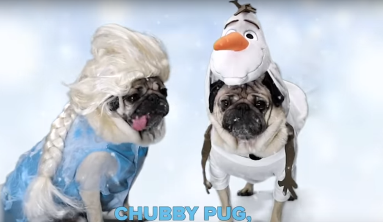 VIDEO: Doug the Pug's Hilarious 'Frozen' Parody - MickeyBlog.com