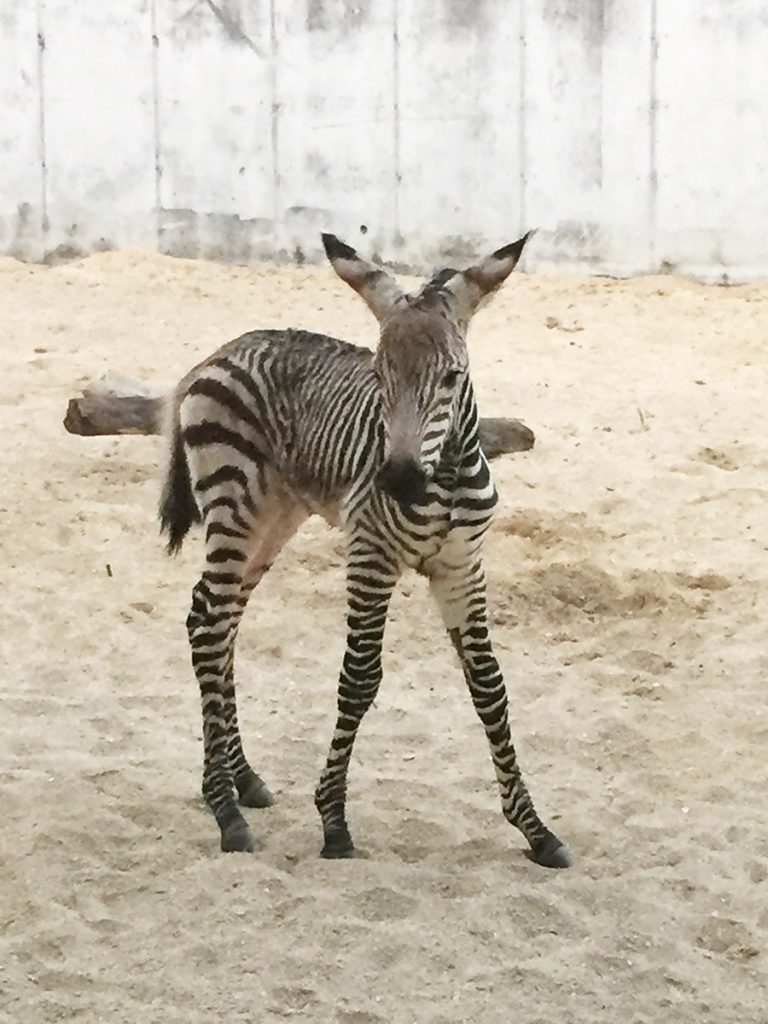 Disney's Animal Kingdom Welcomes New Zebra Foal 