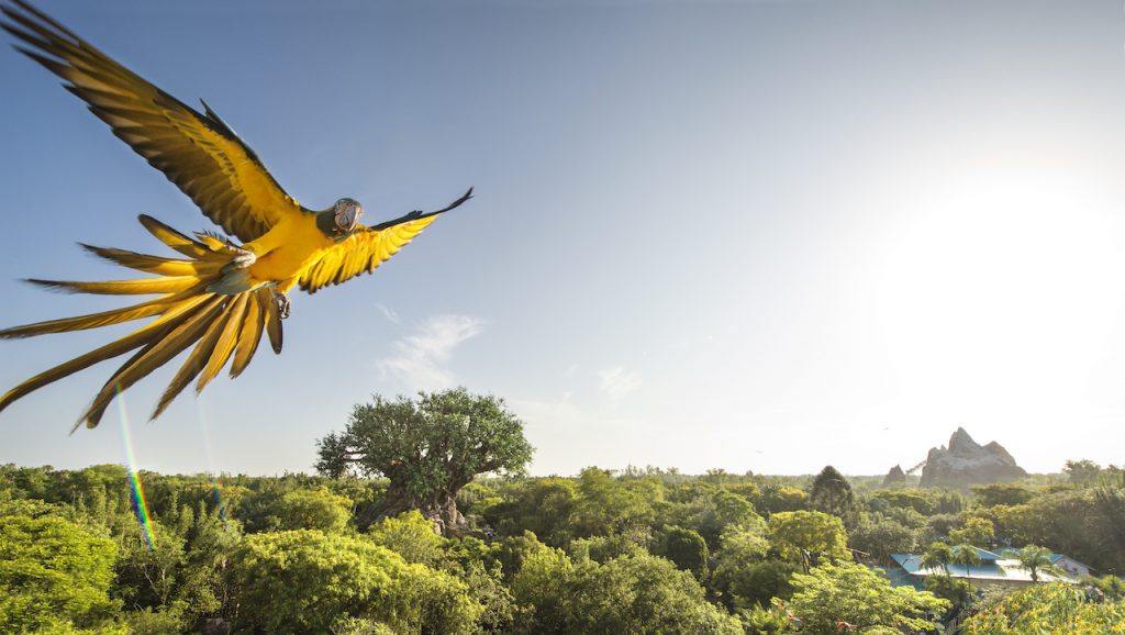 Check Out All Work That Goes Into The Macaws Taking Flight at Animal Kingdom  Each Morning 