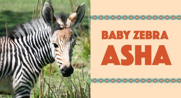 Baby Zebra Name