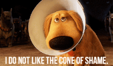 Attention Pixar: Cone of Shame Pup Should Be Your New Logo - MickeyBlog.com
