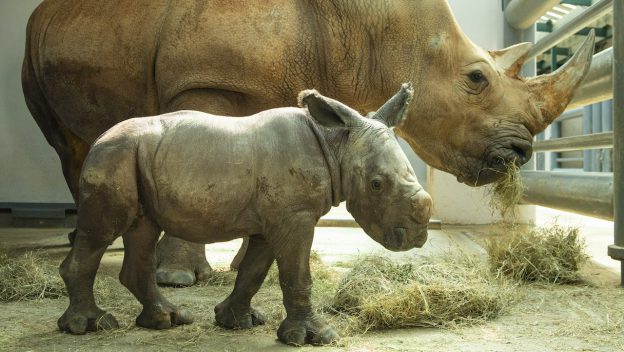 Baby Rhino Animal Kingdom