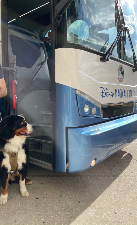 service dogs at Disney