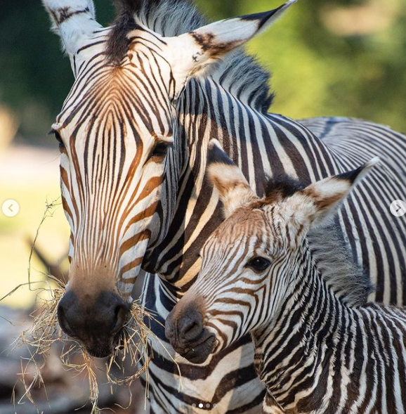 Zebra Baby Dash Has Made His Debut on the Savanna 