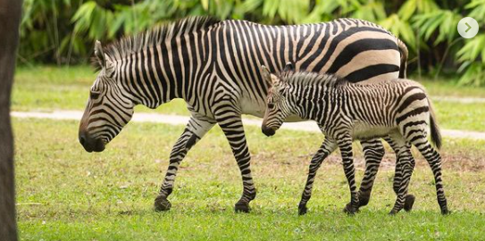 Animal Kingdom Welcomes a New Baby Zebra 