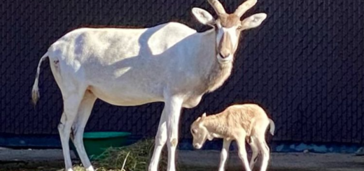 Animal Kingdom Antelope Birth