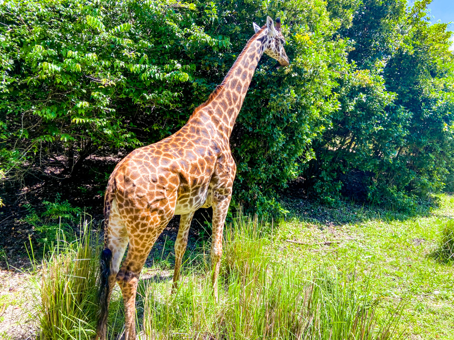 WDW Animal Kingdom Kilimanjaro Safaris Giraffe