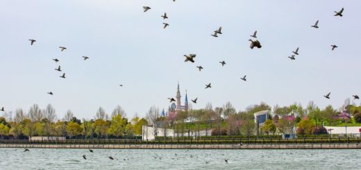 Birds at Shanghai Disney