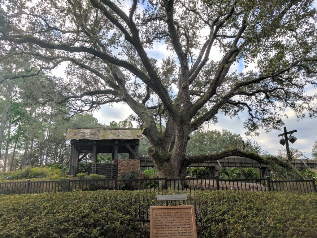 Oak Tree Port Orleans Riverside