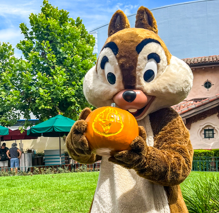 Hollywood Studios Chip n Dale Playing with Pumpkins Fall Halloween