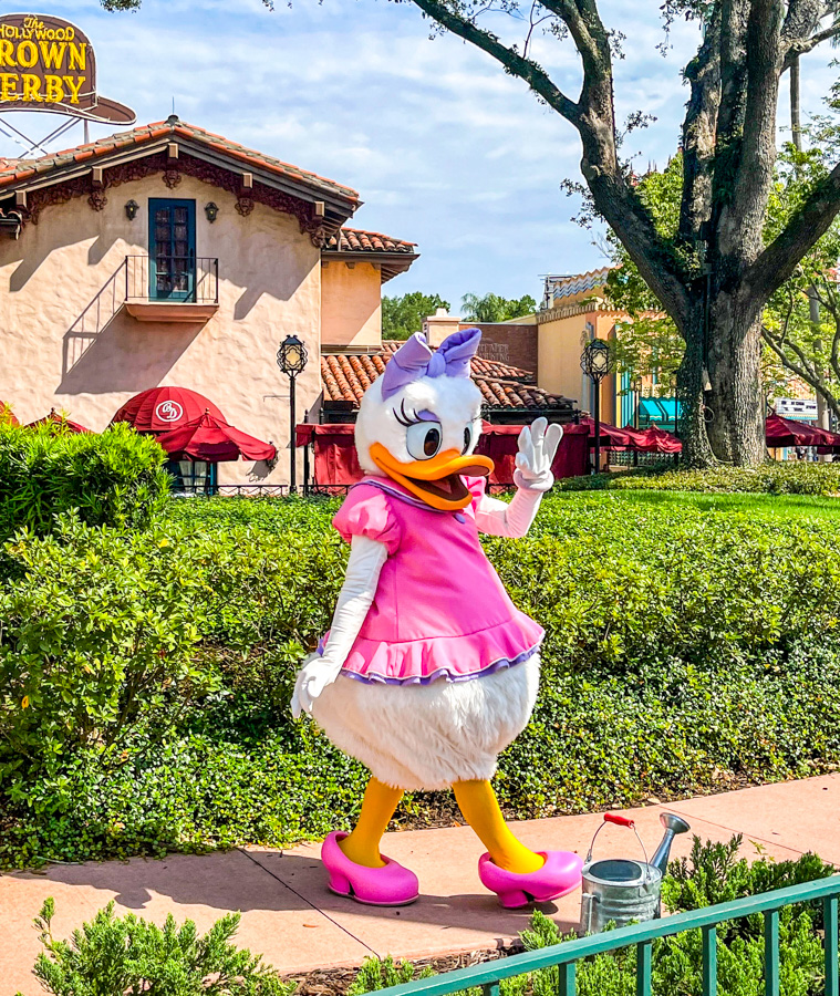 Hollywood Studios Meet and Greet Daisy Duck