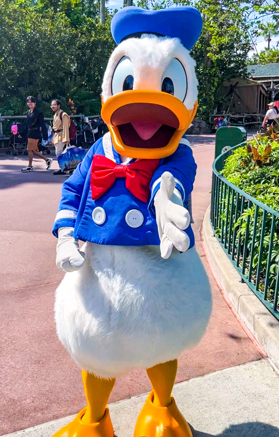 Hollywood Studios Meet and Greet Donald Duck
