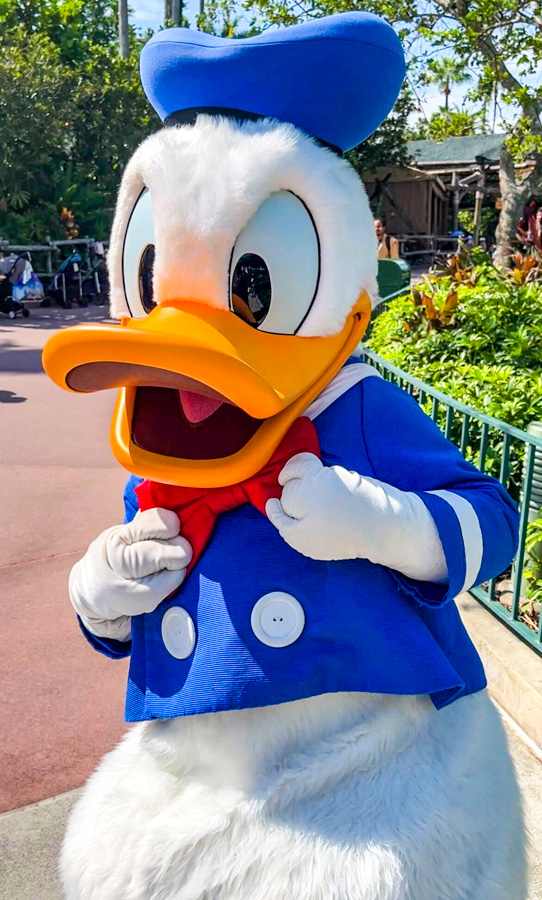 Hollywood Studios Meet and Greet Donald Duck
