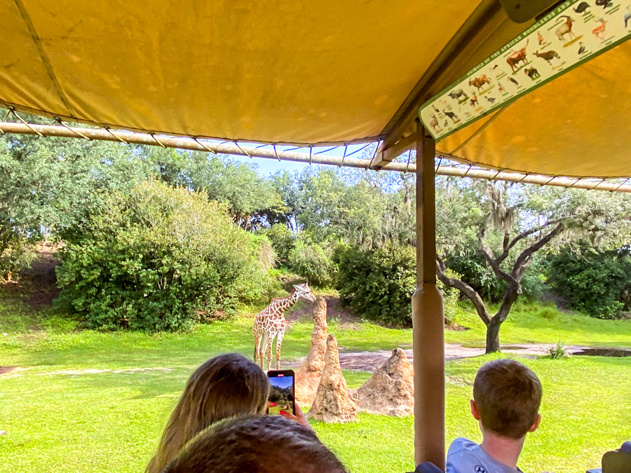 Kilimanjaro Safaris Giraffes