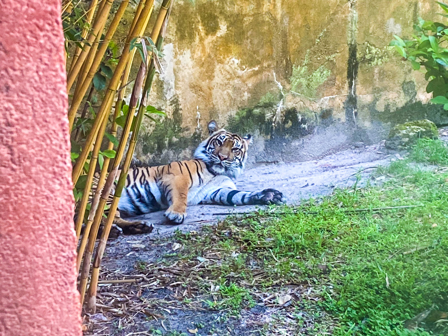 Maharajah Jungle Trek tiger