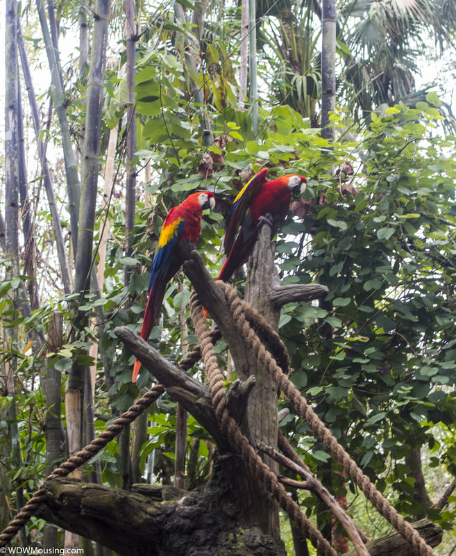 Macaws Oasis Animal Kingdom