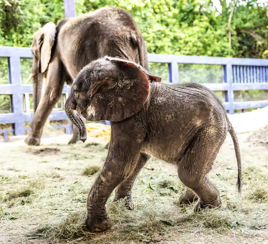 new baby elephant