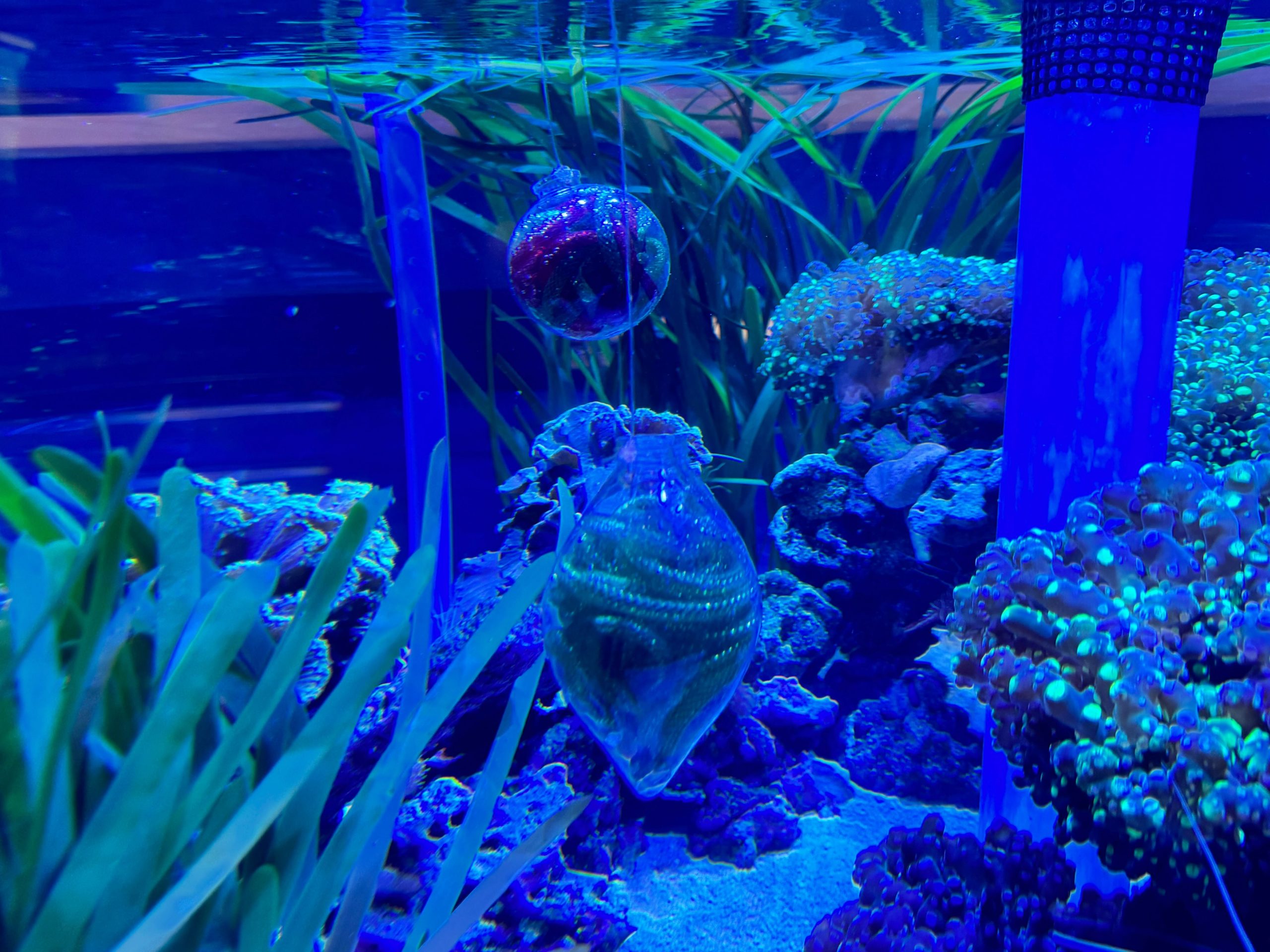 the seas Christmas decorations fish tanks