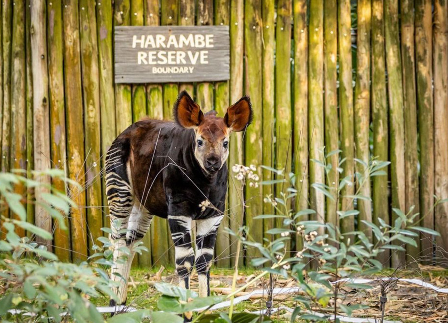 Disney Animal Kingdom Baby Okapi Named After Cast Member Elijah