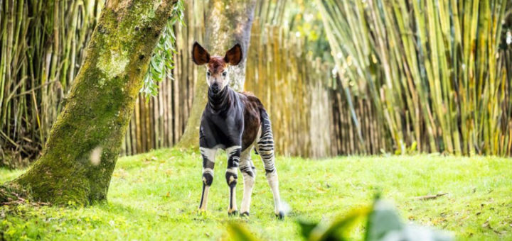 Disney Animal Kingdom Baby Okapi Named After Cast Member Elijah