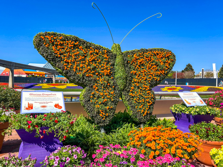 2024 EPCOT International Flower and Garden Festival Blossoms of Fragrance Presented by Scentsy Garden Butterfly Display