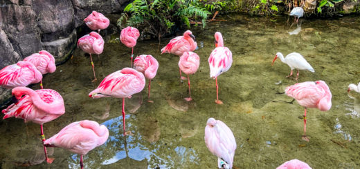 Animal Kingdom Flamingos Path Reopened
