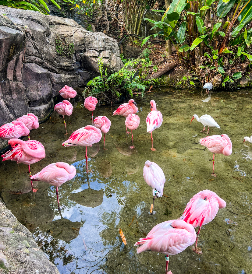 Animal Kingdom Flamingos Path Reopened