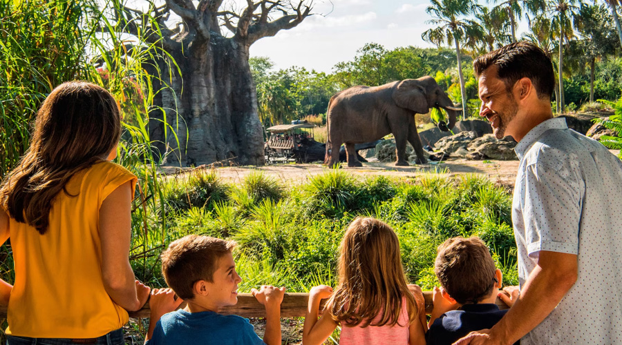 Caring for Giants Elephants Animal Kingdom