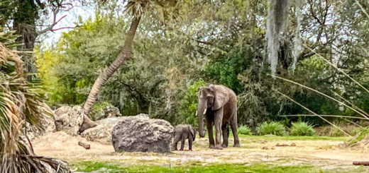 Corra Baby Elephant Kilimanjaro Safaris Animal Kingdom