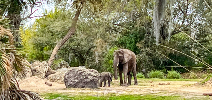 Corra Baby Elephant Kilimanjaro Safaris Animal Kingdom