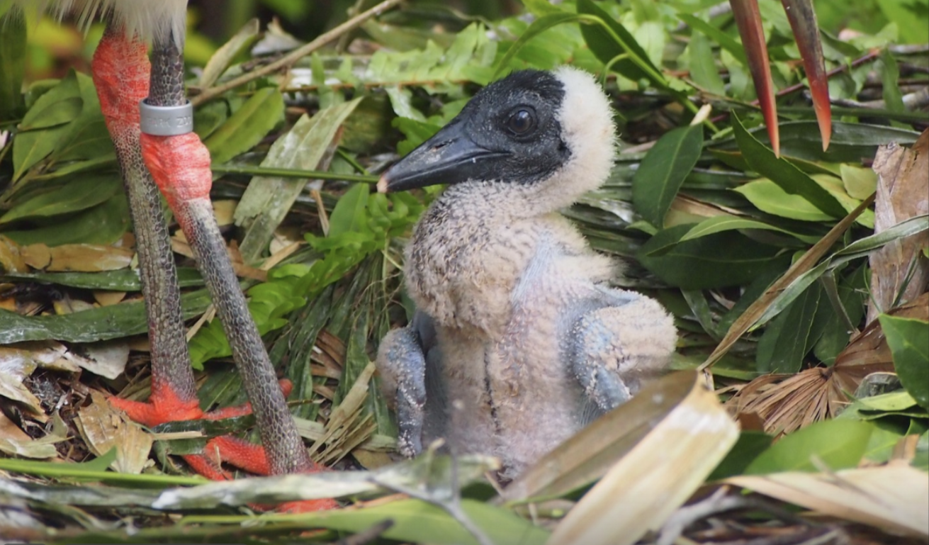 Baby Abdim Stork at Disney's Animal Kingdom