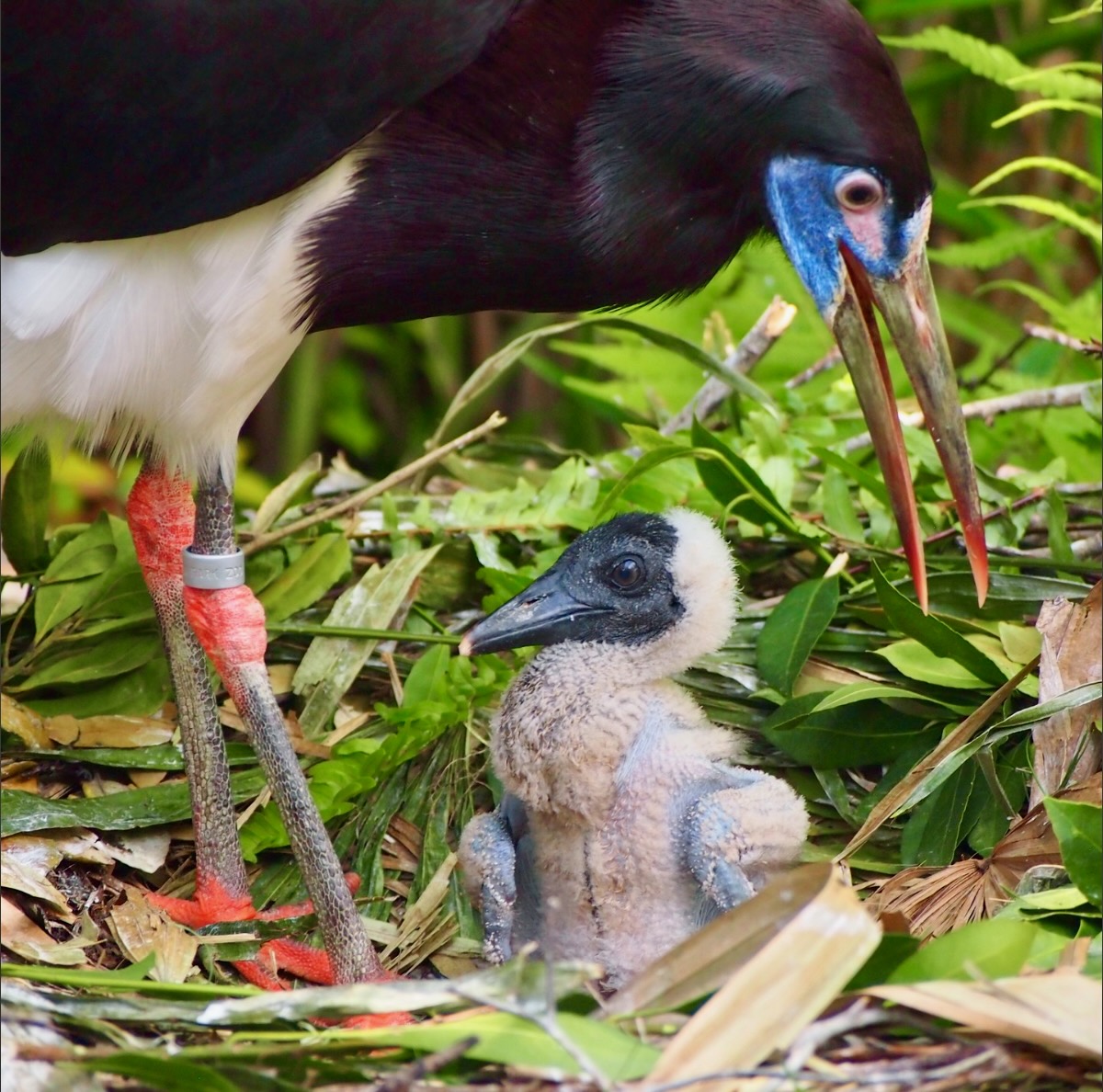 baby Stork hatched animal Kingdom