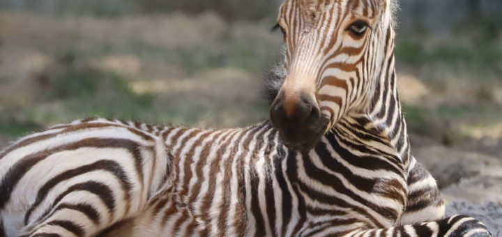 baby zebra foal