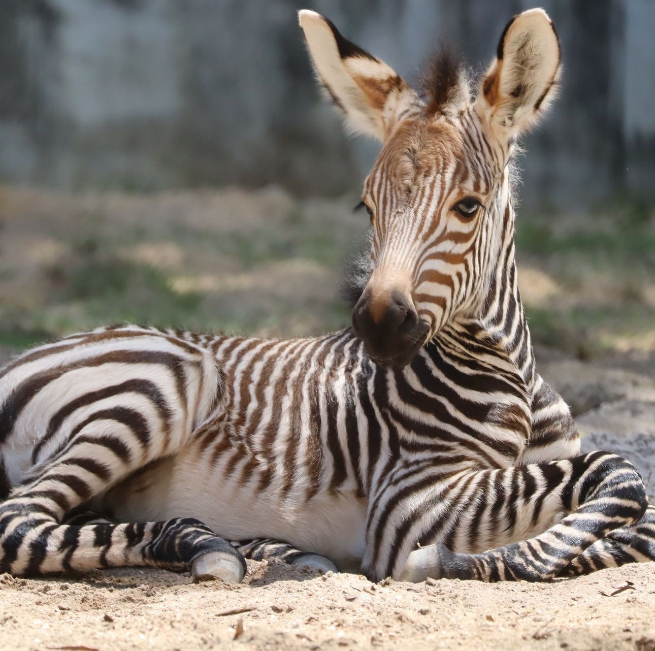baby zebra foal
