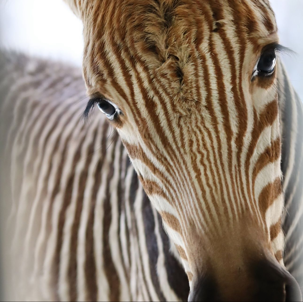 zebra foal