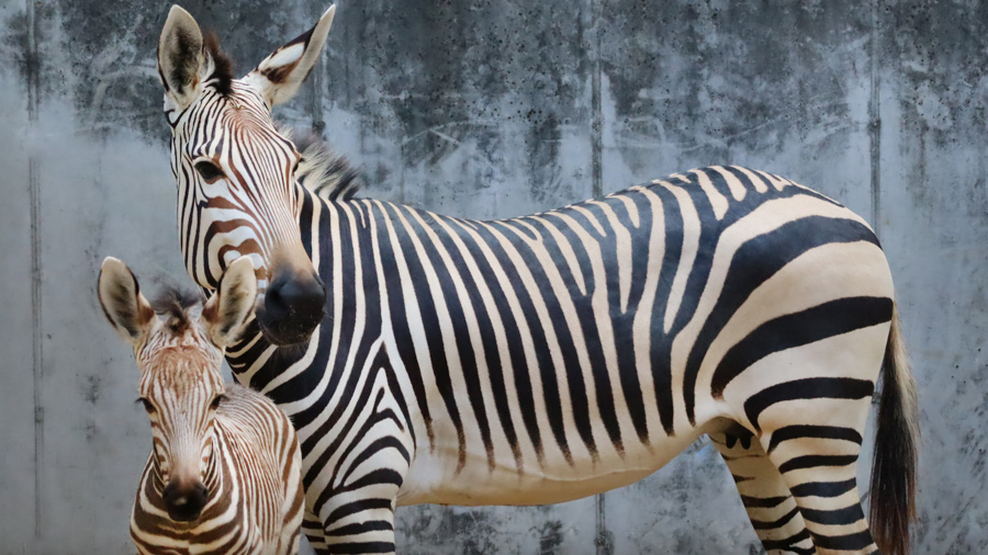 Baby Zebras Animal Kingdom