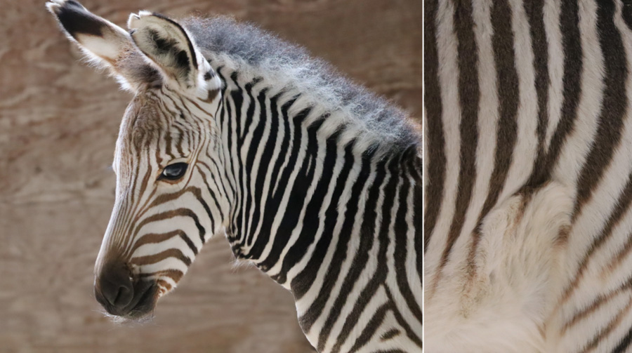 Baby Zebras Animal Kingdom